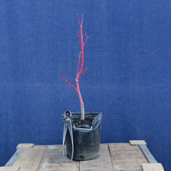 Acer palmatum "Sango kaku" #26 - Imagen 2