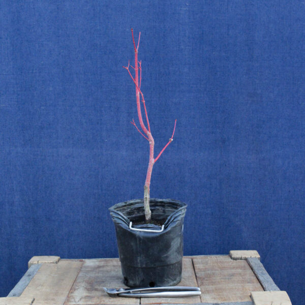 Acer palmatum "Sango kaku" #26 - Imagen 3