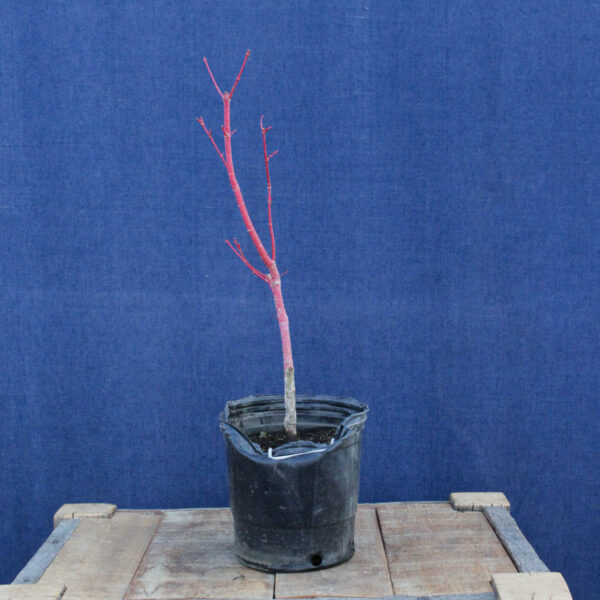 Acer palmatum "Sango kaku" #26 - Imagen 4