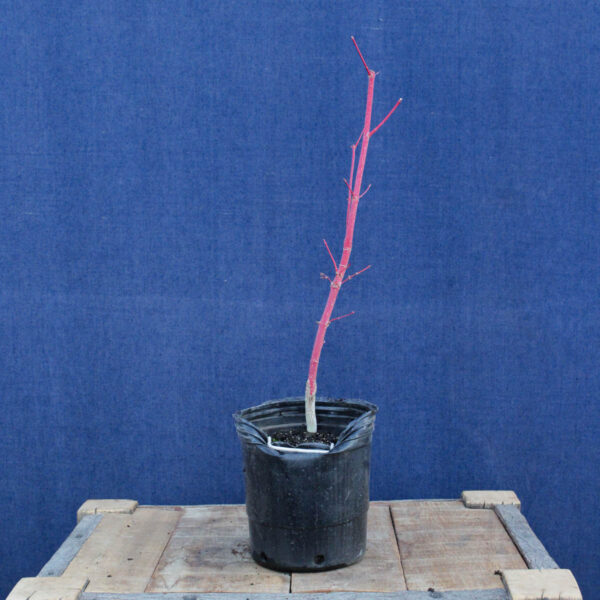 Acer palmatum "Sango kaku" #27 - Imagen 3
