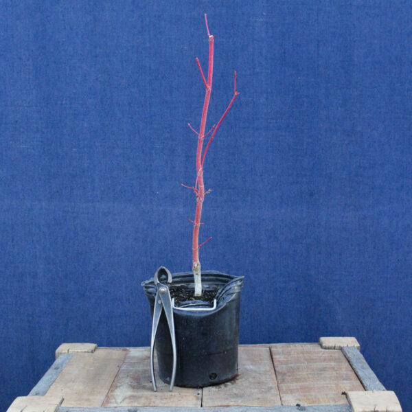 Acer palmatum "Sango kaku" #27 - Imagen 4