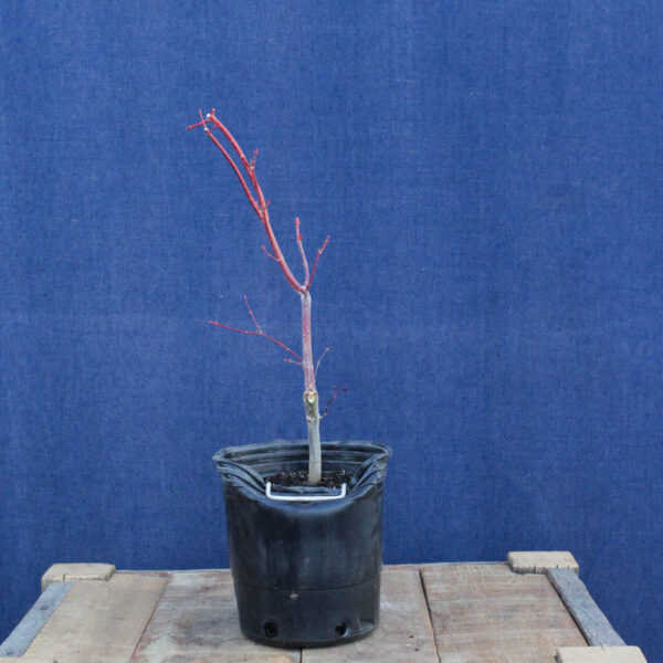 Acer palmatum "Sango kaku" #28
