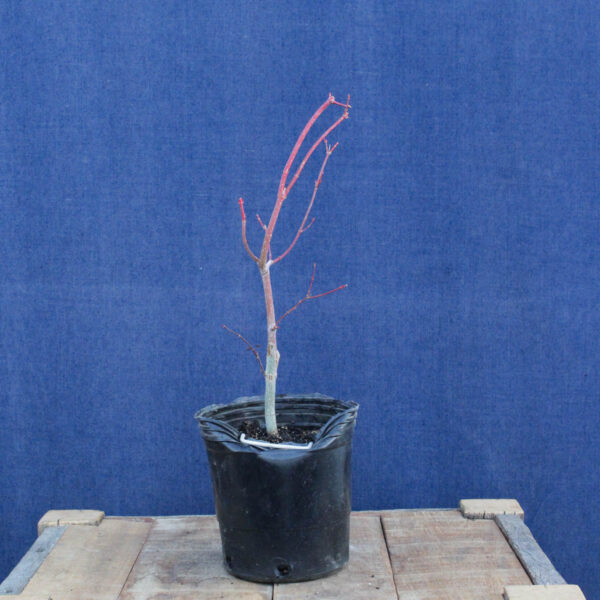 Acer palmatum "Sango kaku" #28 - Imagen 2