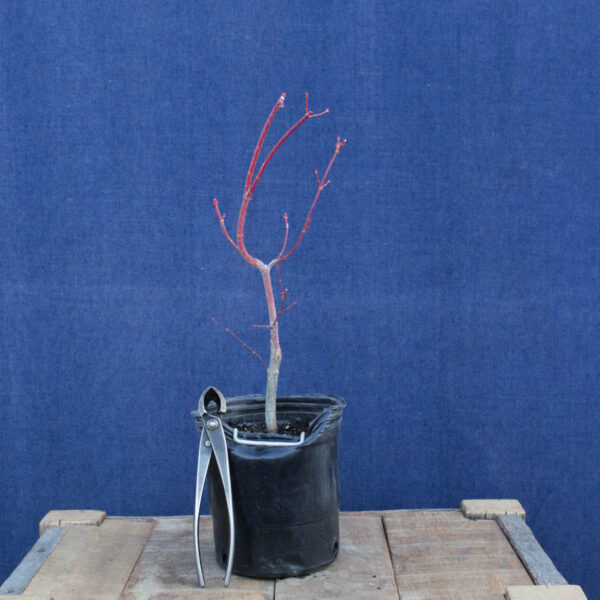 Acer palmatum "Sango kaku" #28 - Imagen 3