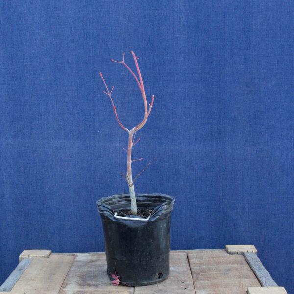 Acer palmatum "Sango kaku" #28 - Imagen 4