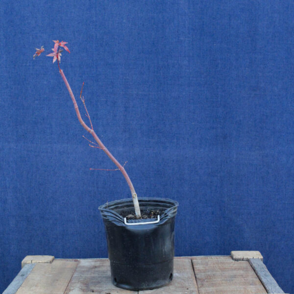 Acer palmatum "Sango kaku" #33