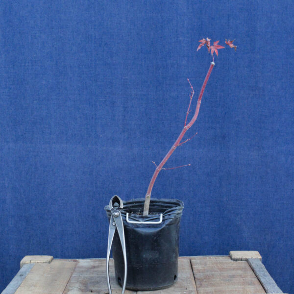 Acer palmatum "Sango kaku" #33 - Imagen 2