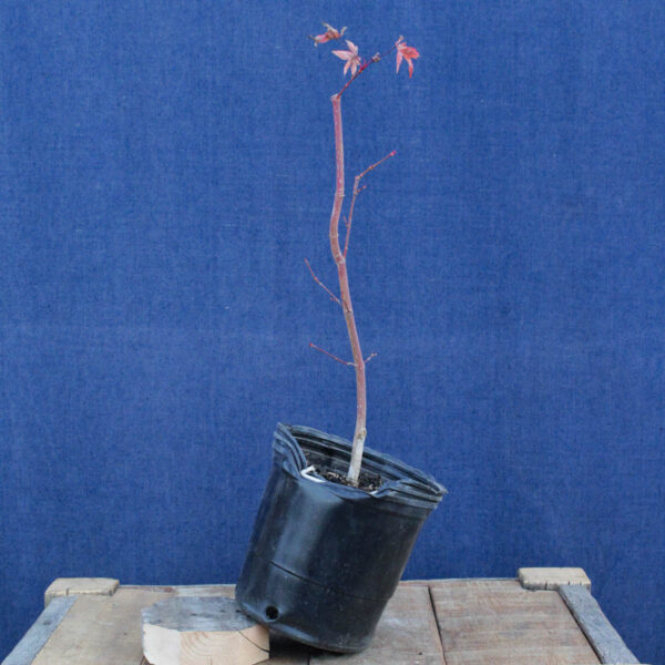 Acer palmatum "Sango kaku" #33 - Imagen 3