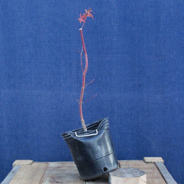 Acer palmatum "Sango kaku" #33 - Imagen 4