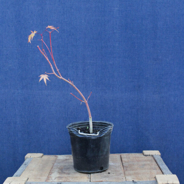Acer palmatum "Sango kaku" #35