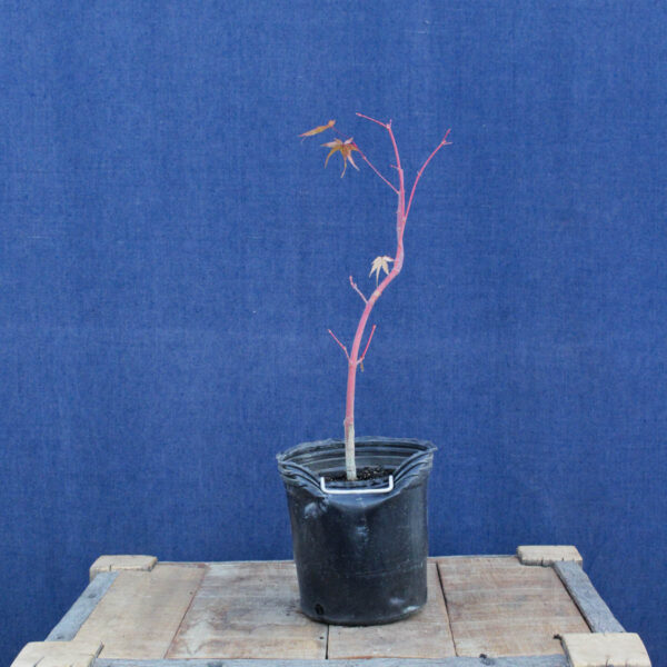 Acer palmatum "Sango kaku" #35 - Imagen 2