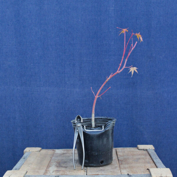 Acer palmatum "Sango kaku" #35 - Imagen 3
