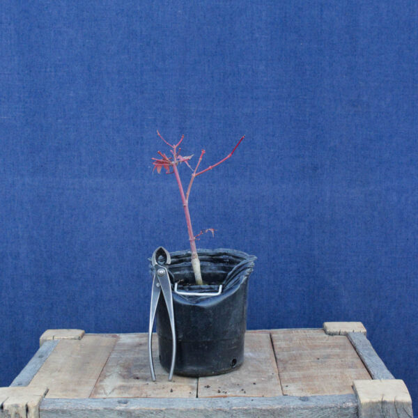 Acer palmatum "Sango kaku" #38 - Imagen 2