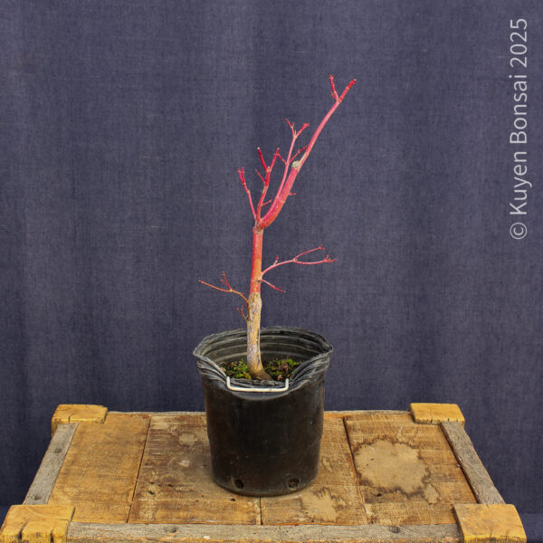 Acer palmatum "Sango kaku" #28 - Imagen 6