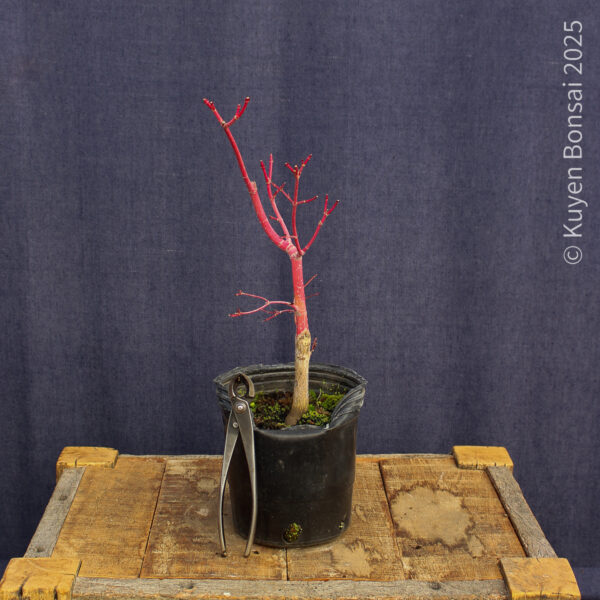Acer palmatum "Sango kaku" #28 - Imagen 3