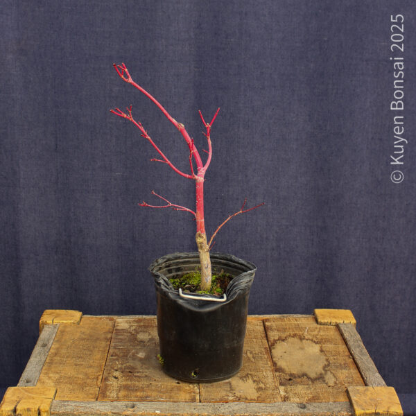 Acer palmatum "Sango kaku" #28 - Imagen 4