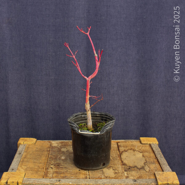 Acer palmatum "Sango kaku" #28 - Imagen 5