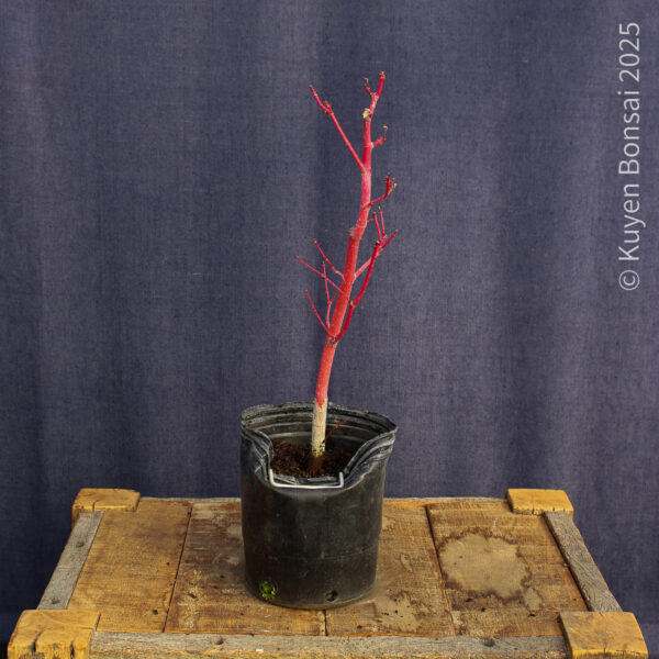 Acer palmatum "Sango kaku" #35 - Imagen 8
