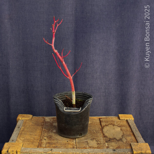 Acer palmatum "Sango kaku" #35 - Imagen 4