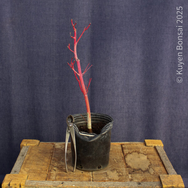 Acer palmatum "Sango kaku" #35 - Imagen 5