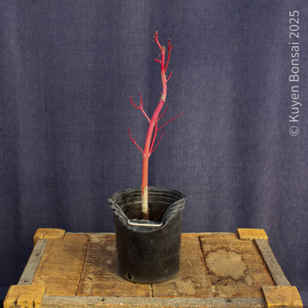 Acer palmatum "Sango kaku" #35 - Imagen 6