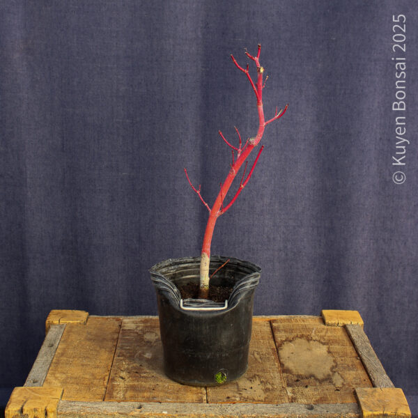 Acer palmatum "Sango kaku" #35 - Imagen 7