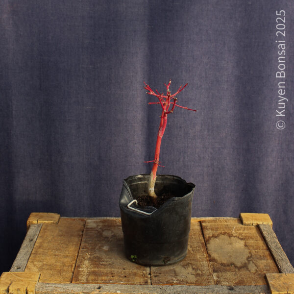 Acer palmatum "Sango kaku" #38 - Imagen 5