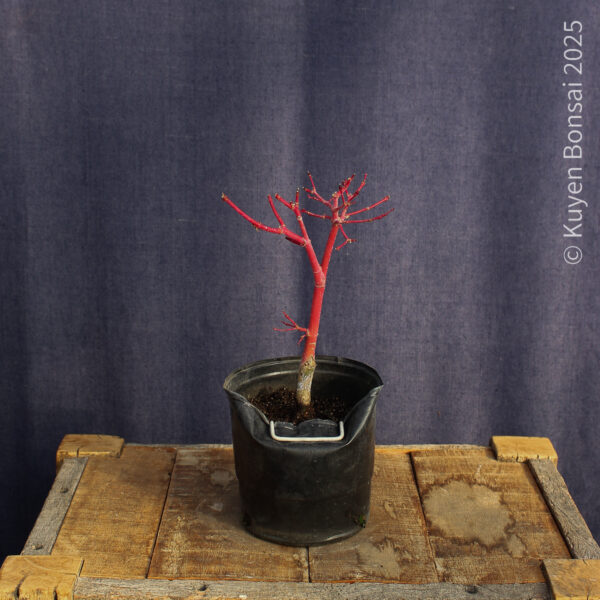 Acer palmatum "Sango kaku" #38