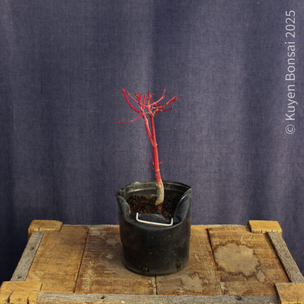 Acer palmatum "Sango kaku" #38 - Imagen 7