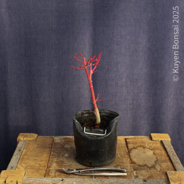 Acer palmatum "Sango kaku" #38 - Imagen 8