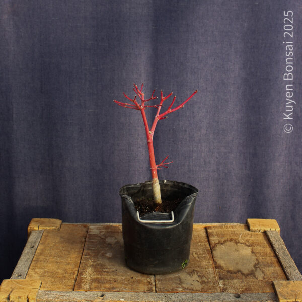 Acer palmatum "Sango kaku" #38 - Imagen 3