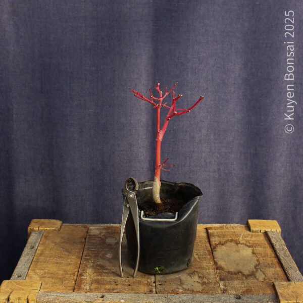 Acer palmatum "Sango kaku" #38 - Imagen 4