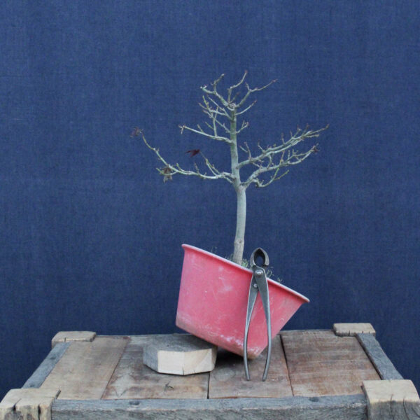 Acer palmatum "Shishigashira" #29 - Imagen 2