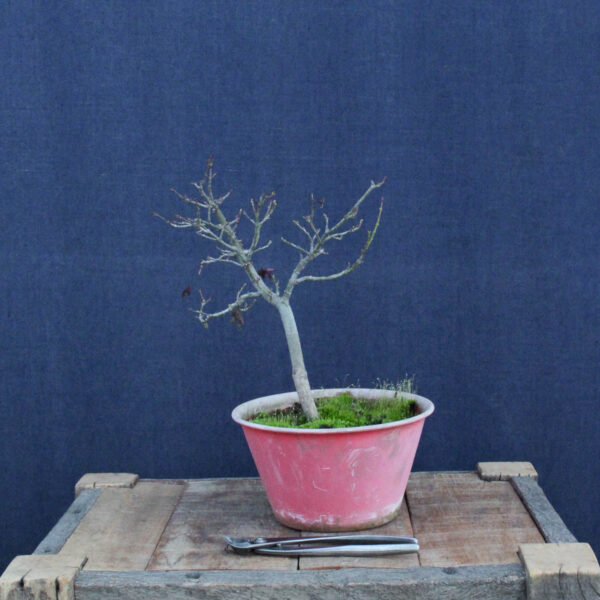 Acer palmatum "Shishigashira" #29 - Imagen 3