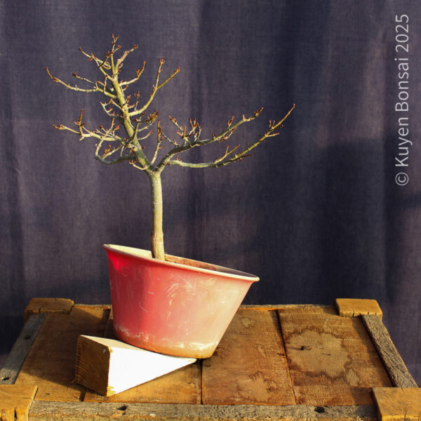 Acer palmatum "Shishigashira" #29 - Imagen 10