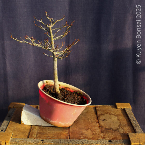 Acer palmatum "Shishigashira" #29 - Imagen 11