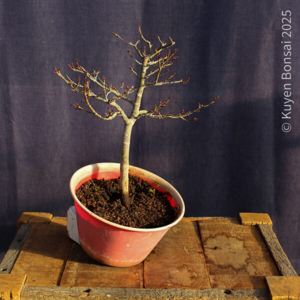 Acer palmatum "Shishigashira" #29 - Imagen 9