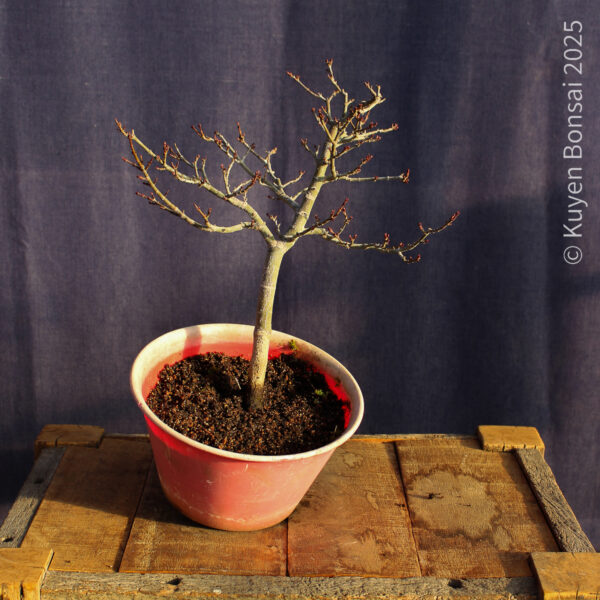 Acer palmatum "Shishigashira" #29 - Imagen 4