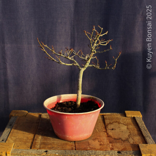 Acer palmatum "Shishigashira" #29 - Imagen 5