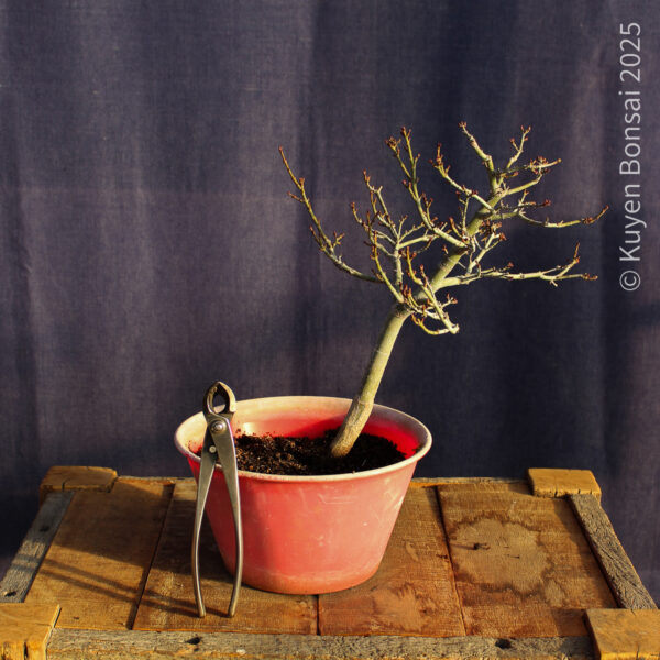 Acer palmatum "Shishigashira" #29 - Imagen 6