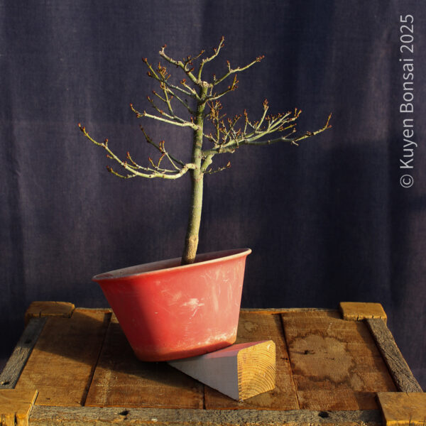 Acer palmatum "Shishigashira" #29 - Imagen 7