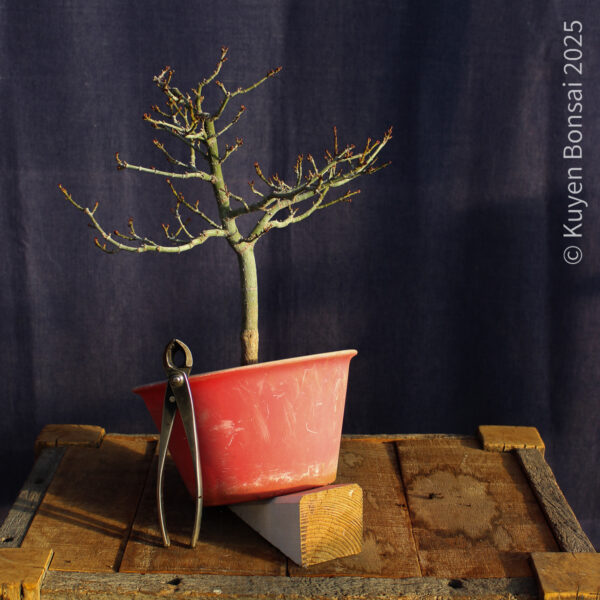 Acer palmatum "Shishigashira" #29