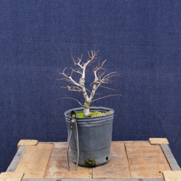 Ulmus parvifolia #14 - Imagen 2