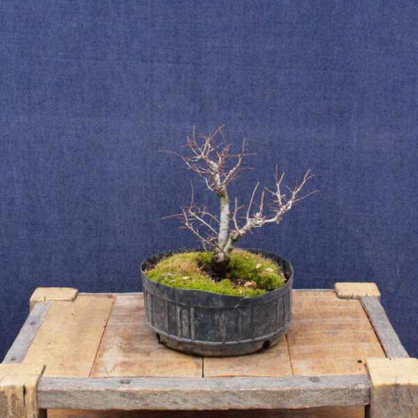 Ulmus parvifolia #15 - Imagen 3
