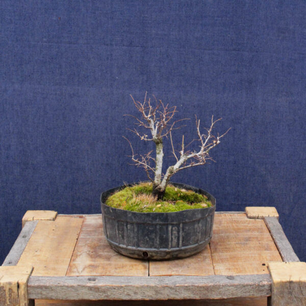Ulmus parvifolia #15 - Imagen 4