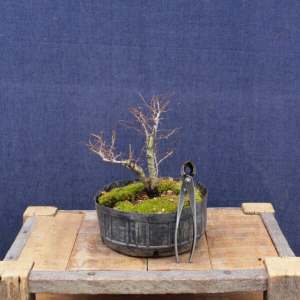Ulmus parvifolia #15