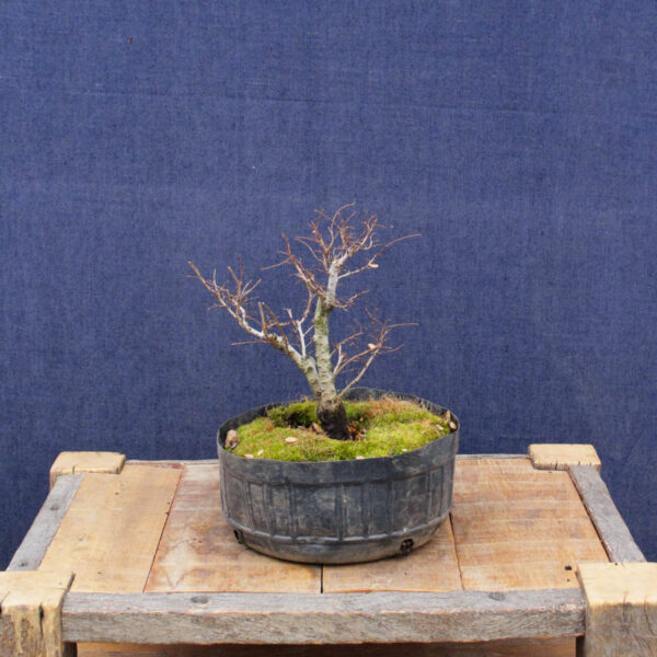 Ulmus parvifolia #15 - Imagen 2