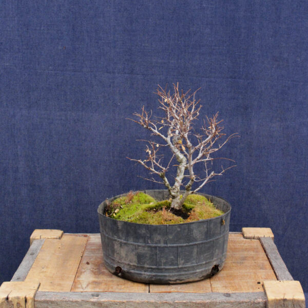 Ulmus parvifolia #16