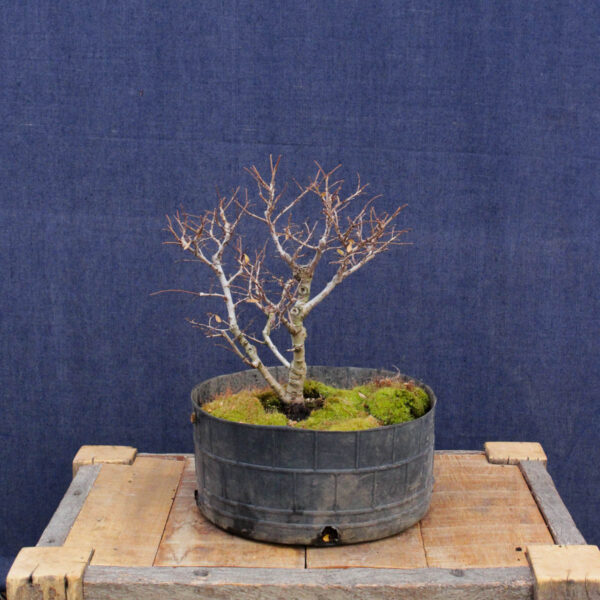 Ulmus parvifolia #16 - Imagen 2