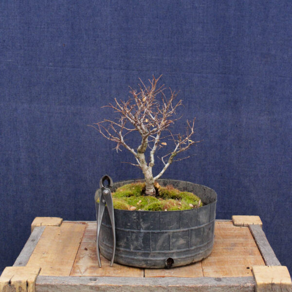 Ulmus parvifolia #16 - Imagen 3